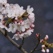 spring flower blossoms