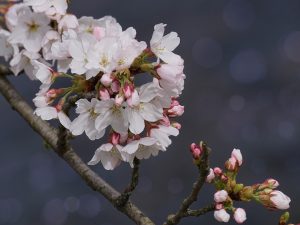 spring flower blossoms