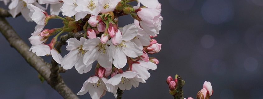 spring flower blossoms