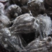Mold on dried Hibiscus sabdariffa