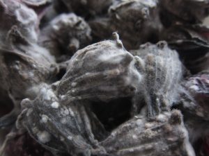 Mold on dried Hibiscus sabdariffa