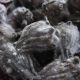 Mold on dried Hibiscus sabdariffa