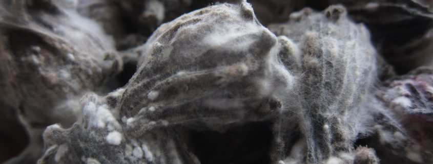Mold on dried Hibiscus sabdariffa