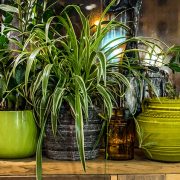 Plants are natural air purifiers.
