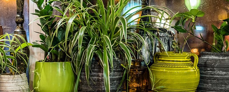 Plants are natural air purifiers.