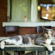 cat on table