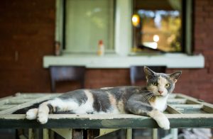 cat on table