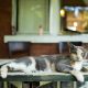 cat on table