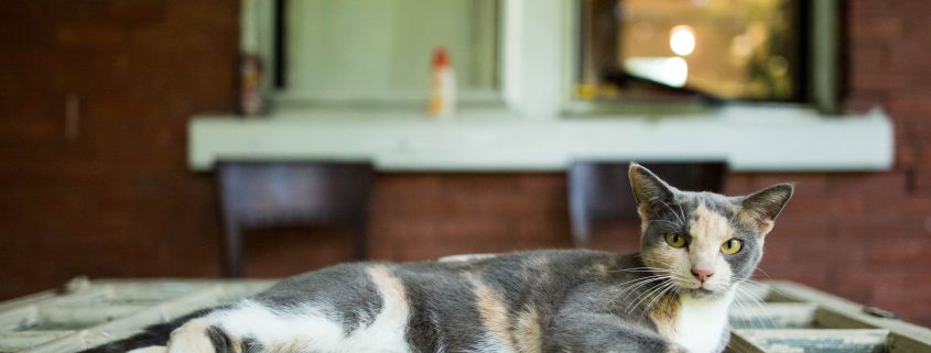 cat on table