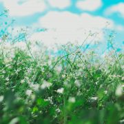 wild weeds and pollen