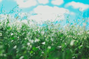 wild weeds and pollen