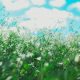 wild weeds and pollen