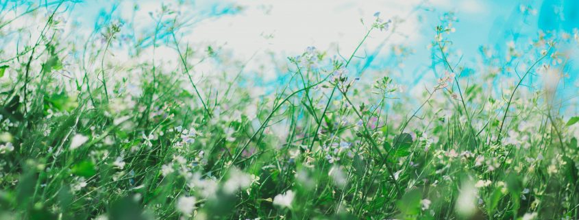 wild weeds and pollen