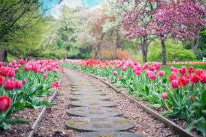 spring flowers